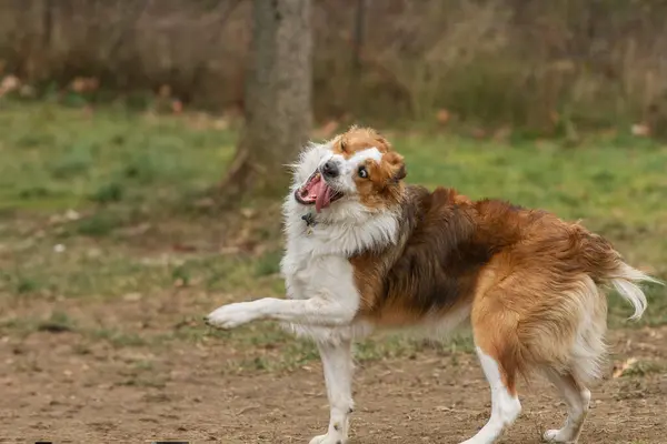 Genç, aptal bir Border Collie 'nin sonbahar güneşinde oynadığı portresi.