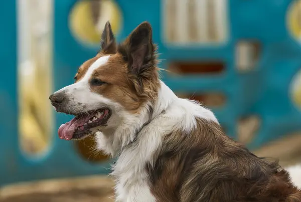 Genç, mutlu bir Border Collie 'nin sonbahar güneşinde oynadığı portresi.