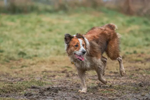 Kirli bir Border Collie 'nin taze çamurda koşarken çekilmiş aksiyon fotoğrafı..
