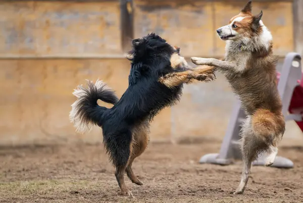 Hovawart köpeği köpek bakım evinde Border Collie ile oynar..