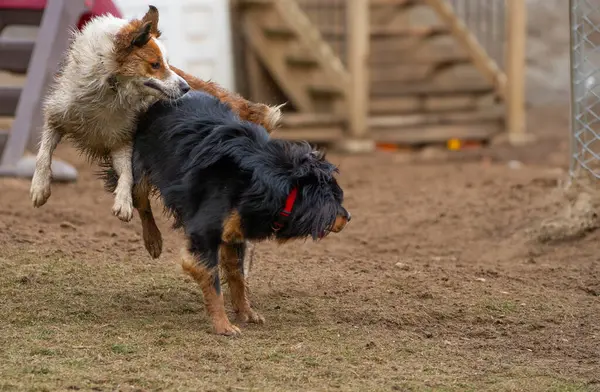 Hovawart köpeği köpek bakım evinde Border Collie ile oynar..