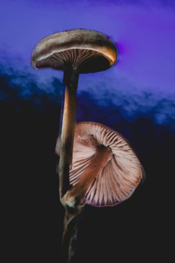 Detailed, macro photo of mushroom, dark backdrop, dramatic lighting. clipart