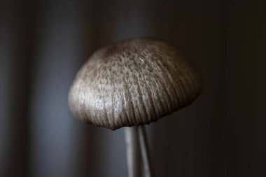 Detailed, macro photo of mushroom, dark backdrop, dramatic lighting. clipart