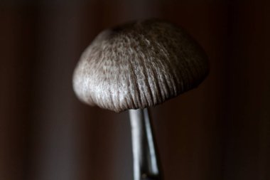 Detailed, macro photo of mushroom, dark backdrop, dramatic lighting. clipart