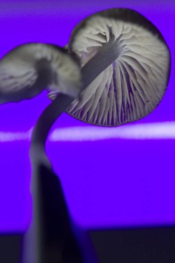 Detailed, macro photo of mushroom, dark backdrop, dramatic lighting. clipart