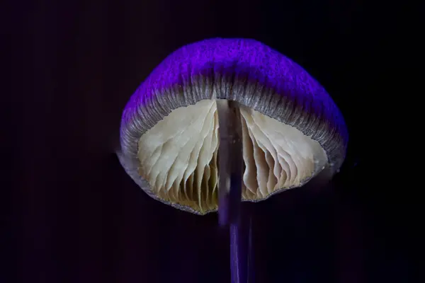 Detaylı, makro mantar fotoğrafı, karanlık zemin, dramatik ışıklandırma..