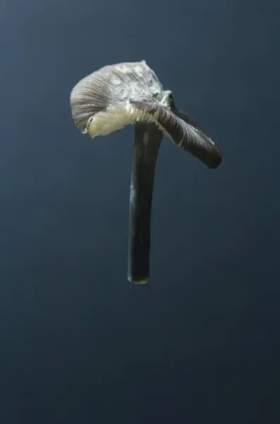 Detaylı, makro mantar fotoğrafı, karanlık zemin, dramatik ışıklandırma..