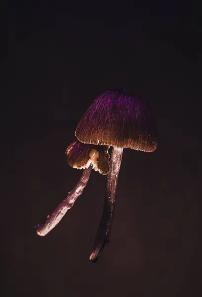 Detaylı, makro mantar fotoğrafı, karanlık zemin, dramatik ışıklandırma..