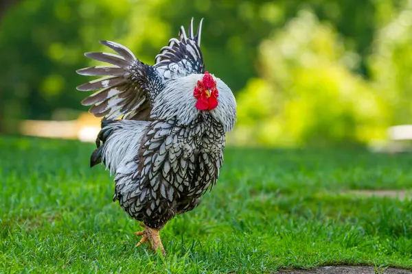 Bir Wyandotte tavuğu sıcak bir yaz günü yemyeşil bir çayırda yürürken rüzgarlarını yayar. Yatay.