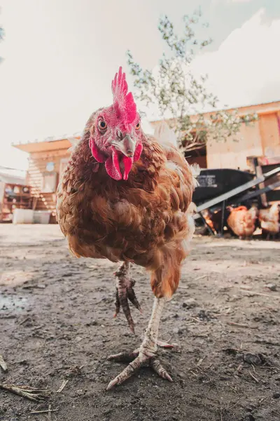 Sıcak bir yaz günü çamurlu bir çiftlik alanında kahverengi bir tavuk yürür. Dikey.