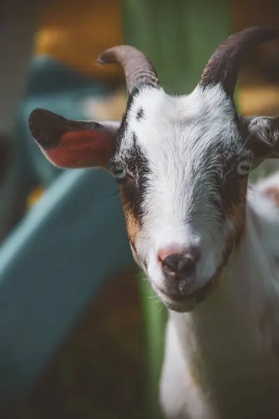 Güneşli bir yaz gününde çiftçi tarlasında bir keçinin portresi. Dikey.