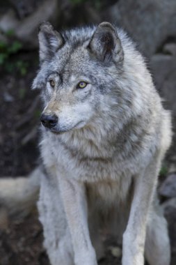 Yalnız gri kurt dikey bir şekilde ormana bakıyor..