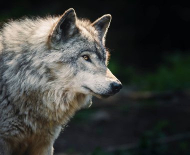 Tek, arka plan ışığı gri kurt Quebec, Kanada 'da yeşil, kayalık bir tepede avını arıyor.