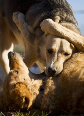 Sabahın erken saatlerinde oynayan iki köpek..