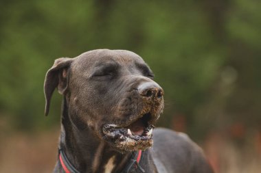 Kirli suratlı bir pitbull.