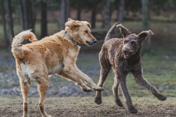 Çimenli bir arazide birlikte oynayan iki köpek..