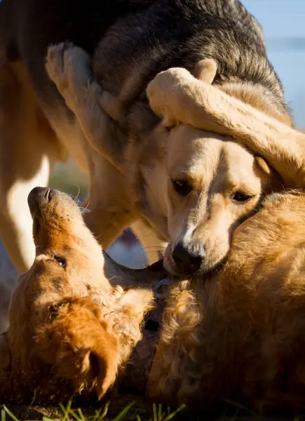 Sabahın erken saatlerinde oynayan iki köpek..