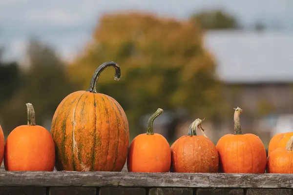 Sonbahar balkabakları eski bir ahırın önündeki ahşap bir karavanın üstünde otururlar..