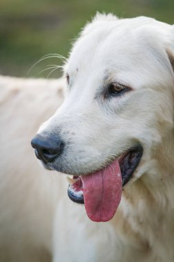 Bir süre Labrador 'un portresi Yaz güneşinin tadını çıkarıyor.
