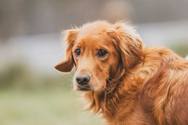 Genç, ışıklandırılmış golden retriever kameraya bakar..