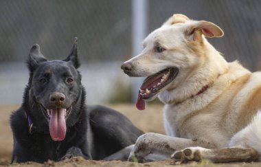 İki kısa saçlı köpek oynadıktan sonra çamurda dinleniyor..