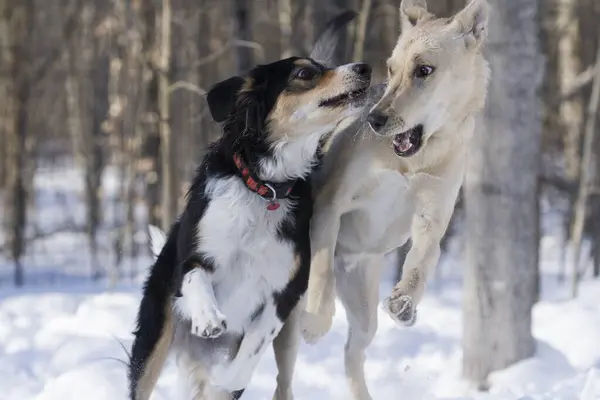 Genç bir çoban köpeği, kış ormanında oynayan arkadaşını şaşırtır..