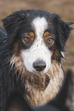 Çamura bulanmış bir köpek sabırla başka bir köpekle oynamak için bekler..