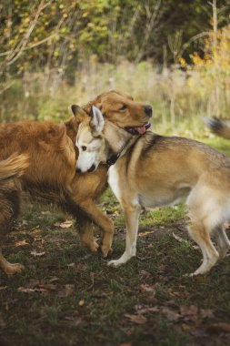 İki köpek çimen tarlasında oynarken birbirlerini kucaklarlar..