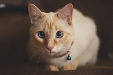 Geniş gözlü beyaz kedi kameradan dikkatle bakıyor.