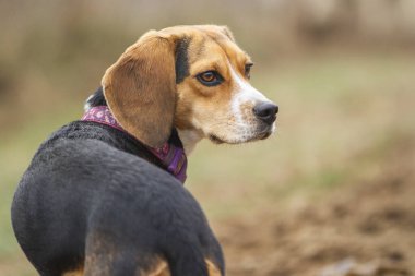 Açık havada genç bir av köpeği portresi..
