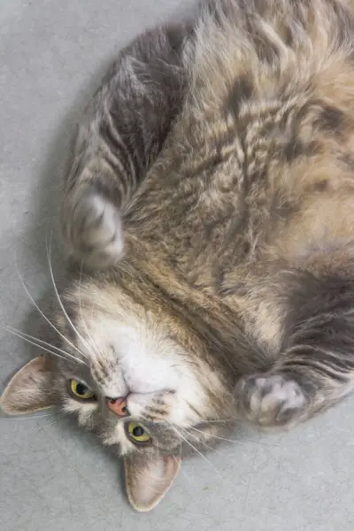 Sırtüstü uzanmış pofuduk kedi doğrudan kameraya bakıyor..