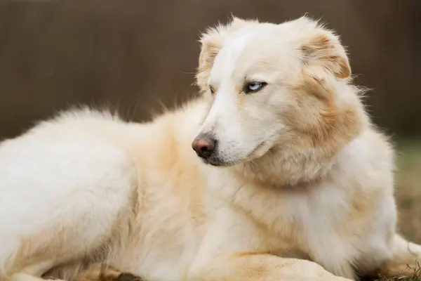 Güzel beyaz köpek. Yüzünde sinirli bir ifade var. Bir tarlada yatıyor..