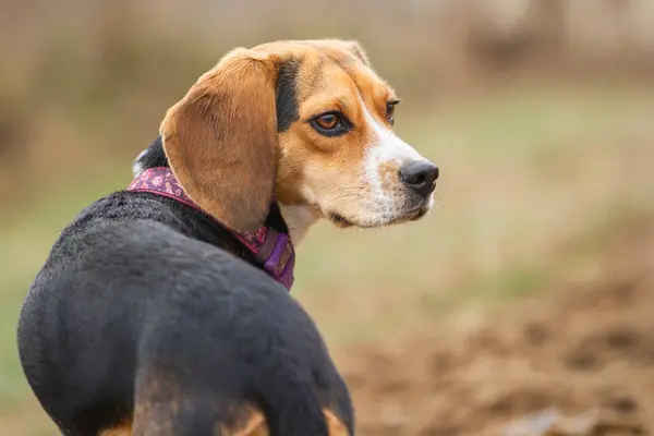 Açık havada genç bir av köpeği portresi..
