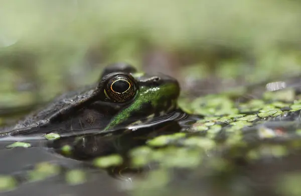 Bataklıkta bekleyen bir leopar kurbağasının makro fotoğrafı..