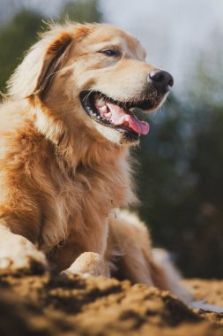 Kıdemli Golden Retriever 'ın düşük açılı görüntüsü. Güneşin tadını çıkarıyor, kumların üzerinde yatıyor..