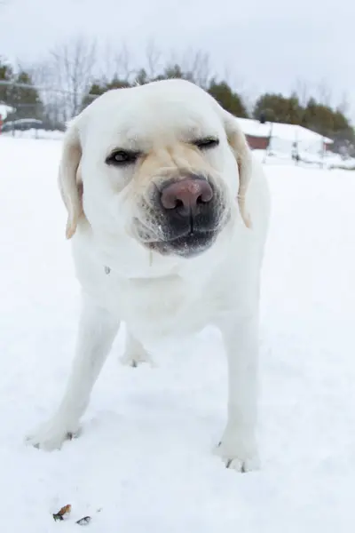 Karda oynayan beyaz labrador, düşük açılı..