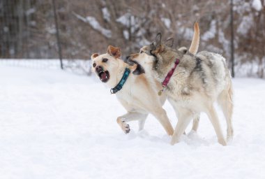 Husky karda oynarken başka bir köpeği şaşırtır. Şok olmuş köpek, korkmuş..