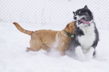 Kış karında oynayan köpek sürüsü. Dostluk, hayvanlar..