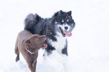 İki köpek karda oynarken komik suratlar yapar. Mizah, hayvanlar.