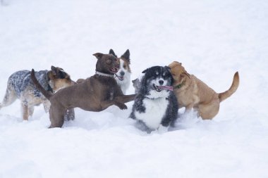 Kış karında oynayan köpek sürüsü. Dostluk, hayvanlar..