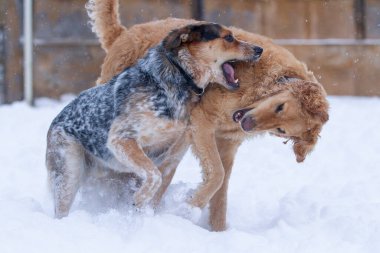 Blue Heeler köpeği, derin ve taze karda altın renkli arkadaşıyla oynuyor. Dostluk, oynak köpekler..