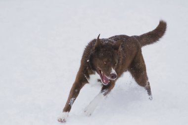 Mutlu kahverengi köpek karda oynuyor.