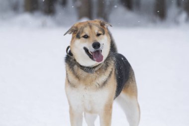 Kahverengi köpek karda oynarken komik bir yüz ifadesi takındı..