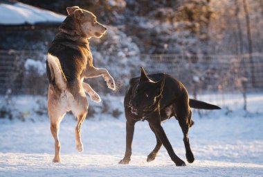 Sabah güneşinde oynayan iki köpek.