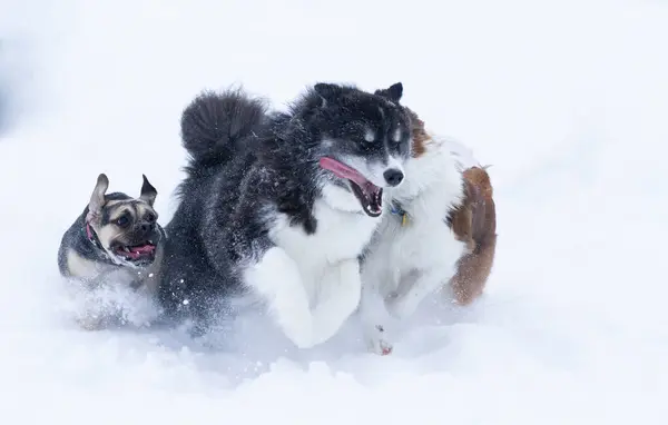 Kış karında oynayan köpek sürüsü. Dostluk, hayvanlar..