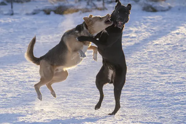 Kış sabahı güneşinde oynayan iki köpek.