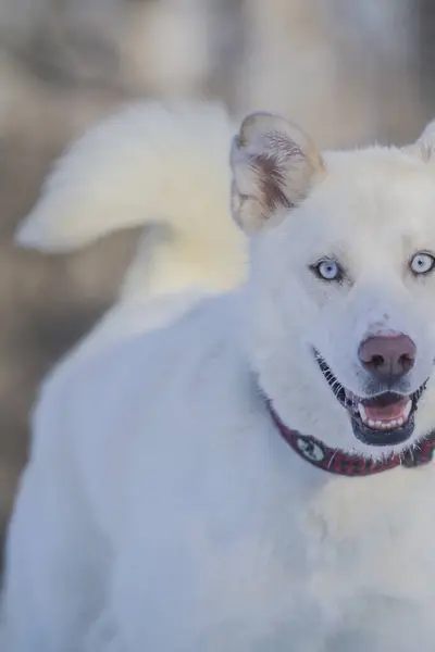 Ekose yakalı Mutlu Kuzeyli Köpeği.