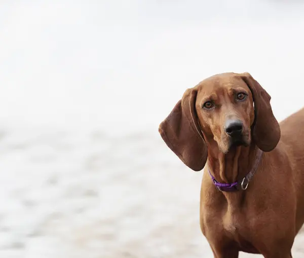Beyaz arka planda meraklı bir av köpeği..