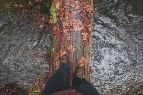 Sonbaharda Akan Nehrin Üzerinde Yosunlu Kütük Geçmek.