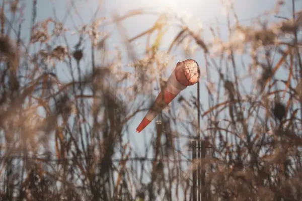 Uzun otların olduğu bir arazide açık mavi gökyüzüne doğru esen rüzgarın sinematik görüntüsü.